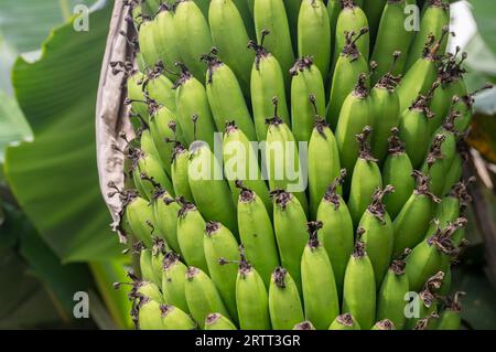 Unreife Bananen auf Bananenpflanzen aus nächster Nähe Stockfoto