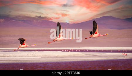 Drei Flamingos fliegen über die rote Lagune Laguna Colorada in Südbolivia bei Sonnenuntergang mit wunderschönen Wolken Stockfoto