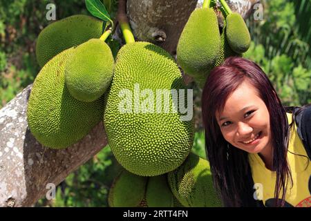 Jackfruit Tree (Artocarpus heterophyllus) am Baum, Indonesien Stockfoto