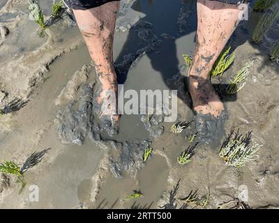 Dreckige Füße, Wattwanderung, Ebbe, Wattenmeer, Nationalpark, UNESCO-Weltkulturerbe, Suederdeich, Vollerwiek, Toenning, Nordfriesland Stockfoto