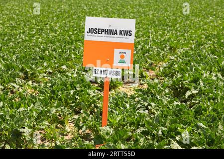 Hinweistafel fr Saatgut der Firma JOSEPHINA KWS auf einem Zuckerrbenfeld,  Unterfranken, Bayern, Deutschland Stockfotografie - Alamy