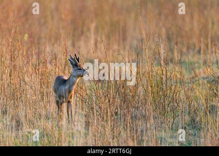 Europäisches Reh (Capreolus capreolus) im Winterfell mit samtbedecktem Geweih (Europäisches Reh), Rehbock im Winter mit samtbedecktem Geweih Stockfoto