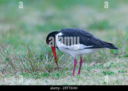 Der Eurasische Austernfänger (Haematopus ostralegus) ist der am weitesten verbreitete Austernfänger (Foto Austernfänger fängt einen Regenwurm) Stockfoto