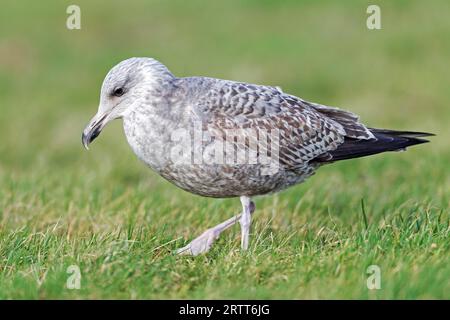 Europäische Heringsmöwe (Larus argentatus) in den ersten Wintergefiederreisen mit den Füßen auf dem Boden, um Würmer an die Erdoberfläche zu locken Stockfoto