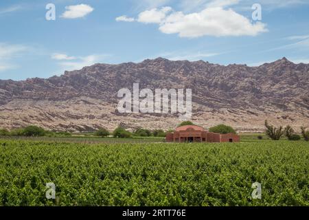 Angastaco, Argentinien, 13. November 2015: Foto des Weinbergs Bodega El CESE auf der Route 40 im Nordwesten Argentiniens Stockfoto