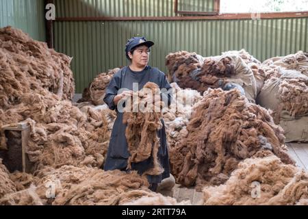 Arequipa, Peru, 16. Oktober 2015: Eine Frau, die Alpakafasern in einer Verarbeitungsanlage für Alpakawolle hält Stockfoto