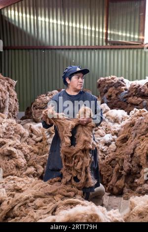 Arequipa, Peru, 16. Oktober 2015: Eine Frau, die Alpakafasern in einer Verarbeitungsanlage für Alpakawolle hält Stockfoto