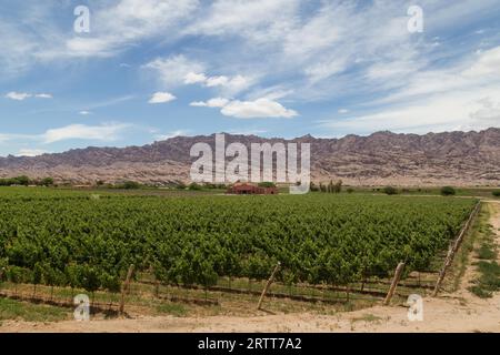 Angastaco, Argentinien, 13. November 2015: Foto des Weinbergs Bodega El CESE auf der Route 40 im Nordwesten Argentiniens Stockfoto