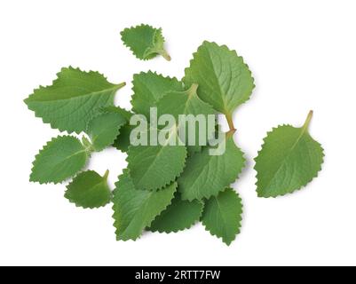 Frisch geerntete Oregano-Pflanzenblätter, auch bekannt als Origanum oder wilder Marjoram, eine Tasse der weit verbreiteten aromatischen Kräuterminz-Familienpflanze mit Blättern sind bedeckt Stockfoto
