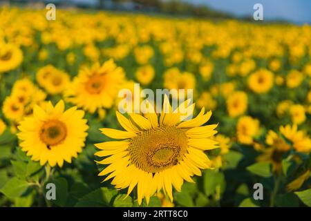 Sonnenblumenfeld bei Struppen in der Sächsischen Schweiz im Morgenlicht. Sonnenblumen (Helianthus annuus) werden hier auf einem zu schneidenden Feld angebaut Stockfoto