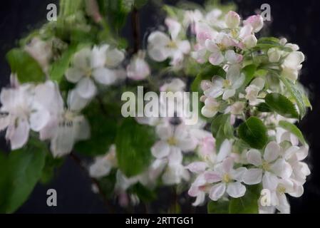Blühende Apfelblumen auf schwarzem Hintergrund. Frühjahrszeitraffer des Öffnens schöner Blumen auf Ästen Apfelbaum. Stockfoto