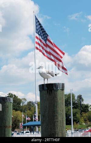 Nahaufnahme einer Möwe, die auf einem Stapel vor einer amerikanischen Flagge steht Stockfoto