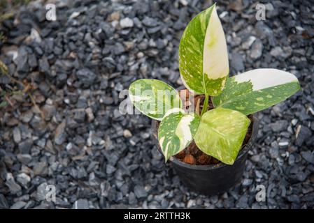 Philodendron Green congo Hybrid im Topf Stockfoto