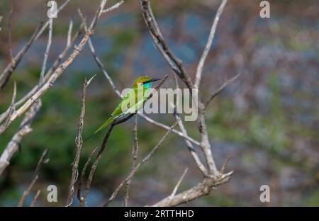 Die Grace of the Green Bee-Eater und vieles mehr in Nature's Palette festhalten Stockfoto