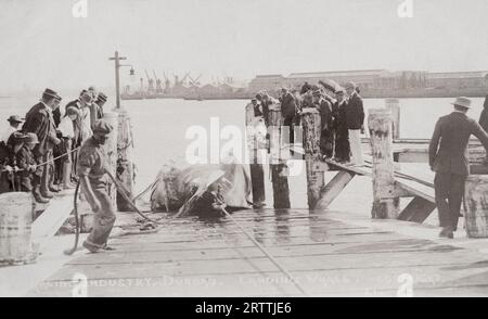 Walfangszene, Durban Südafrika, Postkarte aus den 1910er-1920er Jahren. Nicht identifizierter Fotograf Stockfoto