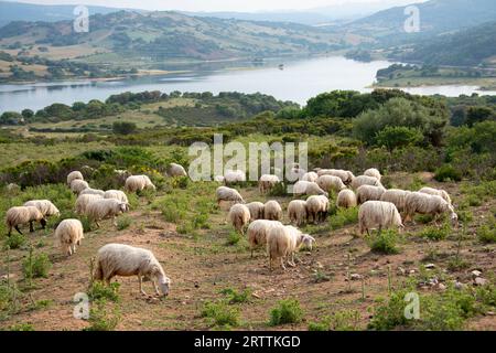 Schafweide auf Sardinien - Italien Stockfoto