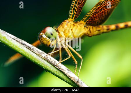 Eine Libelle auf einem Baumzweig und Naturhintergrund, selektiver Fokus, Insektenmakro, buntes Insekt in Thailand. Stockfoto