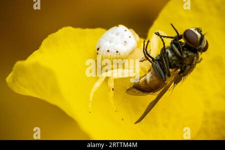 Eine Krabbenspinne und Beute auf einer gelben Holunderblüte, Makroaufnahme, selektiver Fokus. Stockfoto