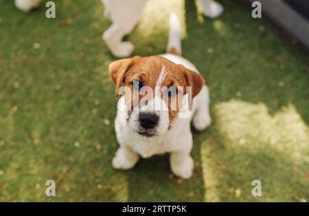 jack russell Welpe auf grünem Rasen und Blick auf die Kamera Stockfoto