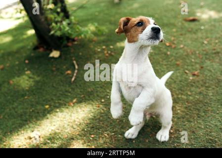 Ein Jack russell Terrier Welpe auf einem grünen Sprung und steht auf seinen Hinterbeinen. Leerzeichen kopieren Stockfoto