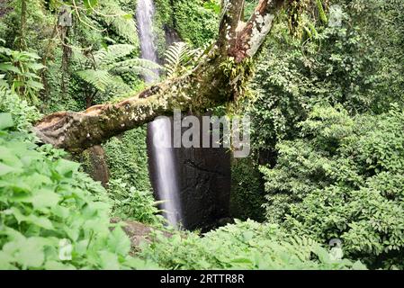 Blick auf einen Wasserfall am Fuße des Mount Salak in Bogor, West Java, Indonesien. Wissenschaftler können den Klang und das Aussehen eines Wasserfalls nutzen, um Veränderungen in seinem Fluss zu verfolgen, während menschliche Eingriffe und der Klimawandel den Wasserspiegel beeinflussen, so ein artikel aus dem Jahr 2021, der von der American Geophysical Union veröffentlicht wurde und über ScienceDaily zugänglich ist. Das Wasser der Wasserfälle ist wertvoll für Wasserkraft, Bewässerung und zur Unterstützung von Flusslebensräumen. "Das Aussehen des Wasserfalls und die Akustik sind außerdem wichtige Aspekte für Erholung und Tourismus", schrieb ich Schalko und R. M. Boes in ihrer Arbeit, die als Referenz diente,... Stockfoto