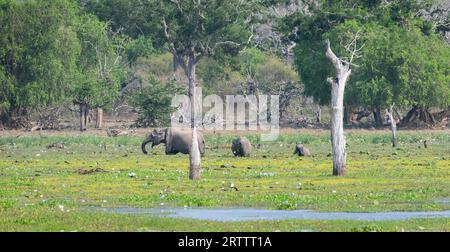 Elefantenfamiliennahrung in der schwimmenden Vegetation auf dem See im Yala-Nationalpark, eine Mutter Elefant und zwei Baby Elefanten Landschaft Landschaft. Stockfoto