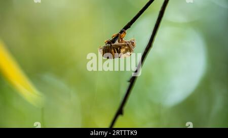 Leere Cicada-Exoskelett-Schale, die an einem Baumzweig hängt, isoliert vor grünem Bokeh-Hintergrund, Stockfoto