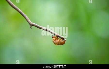 Leere Cicada-Exoskelett-Schale, die an einem Baumzweig hängt, isoliert vor grünem Bokeh-Hintergrund, Stockfoto