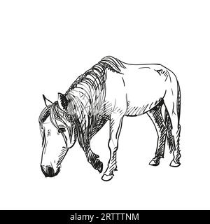 Skizzieren Sie Pferd langsam mit Kopf nach unten, Porträt in voller Länge isolierte schwarz-weiße Vektor Hand gezeichnete Tier Illustration Stock Vektor