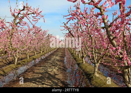 Pfirsichplantage, Kalifornien Stockfoto