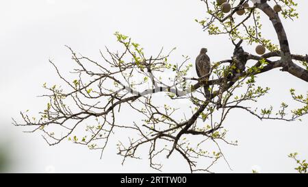 Kleine gebänderte Gosshawk-Barsche auf einem Baum im Yala-Nationalpark, weißer heller Himmel im Hintergrund. Stockfoto