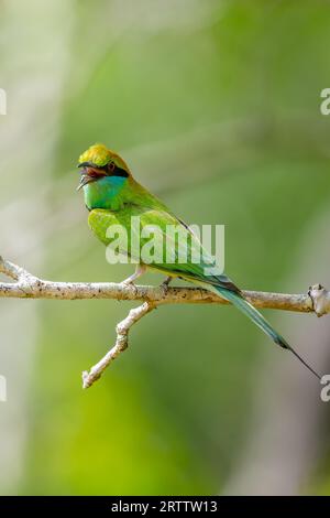 Asiatische grüne Bienenfresser (Merops Orientalis) Barsch Nahaufnahme Porträtaufnahme, Blick auf die Kamera und zwitschern laut, Vögel Barsch gegen Soft Natural Stockfoto