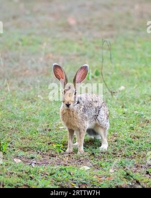 Indischer Hase Nahaufnahme Profilfoto, wachsamer Hase auf dem Grasfeld, lange Ohren von vorne. Stockfoto