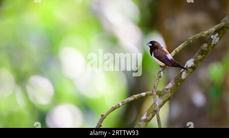 Schöner gestreifter finkenvogelbarsch, natürlicher, weicher Bokeh-Hintergrund. Stockfoto