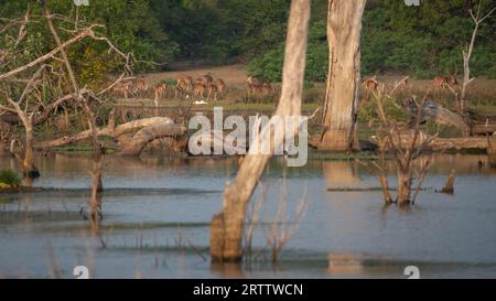 Sri Lankan beobachtete am Seeufer am Abend eine Hirschherde, die weidete. Umgestürzte Bäume und tote Bäume auf dem See. Stockfoto