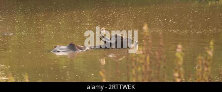 Wildwasserbüffel und Reiher, Büffel, die im See baden, und der Reiher auf Büffelhorn. Abends spiegelt sich goldener Sonnenschein auf dem Wasser. Co Stockfoto