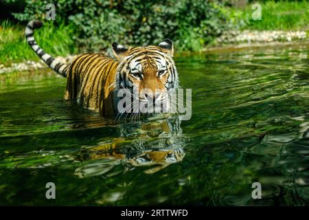 Der sibirische Amur Tiger schwimmt im See Stockfoto