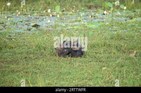 Wildwasserbüffel kühlen sich im Schlamm des Yala-Nationalparks ab. Stockfoto