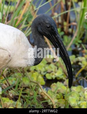 Schwarzes Foto von ibis aus der Nähe. Langer geschwungener schwarzer Schnabel. Stockfoto