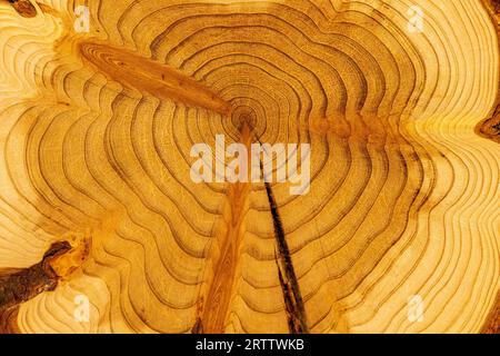 Naturholz-Rundscheibe aus Mammutbäumen Stockfoto