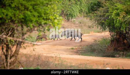 Gruppe von Wildschweinen, die den Schotterweg im Yala-Nationalpark überqueren. Ein Echolot von Wildschweinen, die sich im Yala-Nationalpark ernähren. Stockfoto