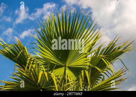 Washingtonia robusta, mexikanische Fächerpalme, mexikanische washingtonia, Skyduster auf blauem Himmel Hintergrund Stockfoto