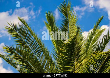 Phoenix canariensis, die kanarische Insel Dattelpalme oder Ananaspalme auf dem blauen Himmel Hintergrund Stockfoto