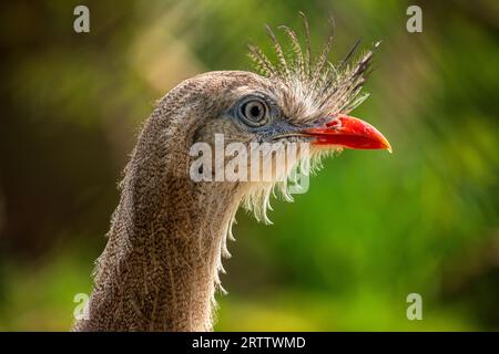 Porträt des rotbeinigen Seriema, Cariama cristata, auch bekannt als das Kämmercariama Stockfoto