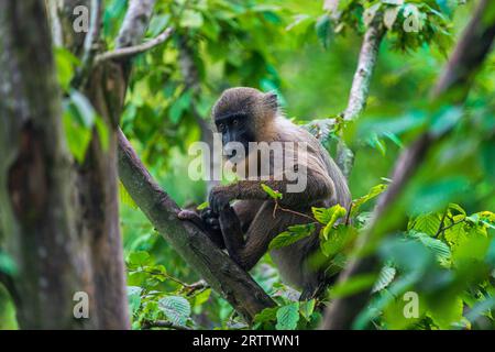 Junger Bohraffe, Mandrillus leucophaeus, sitzt auf dem Baumzweig Stockfoto