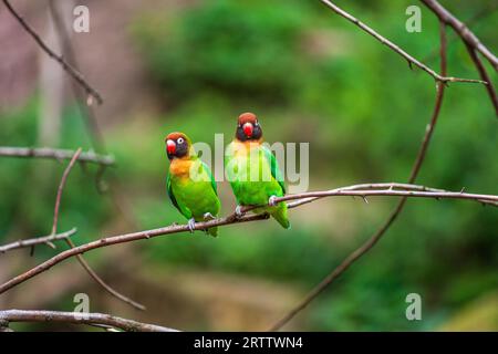 Ein paar Schwarzwangen-Lowebirds, Agapornis nigrigenis, sitzen auf dem Baumbrach Stockfoto