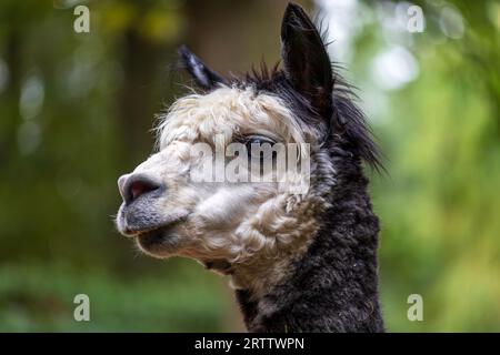 Porträt eines erwachsenen schwarz-weißen Alpaca auf grünem Hintergrund Stockfoto