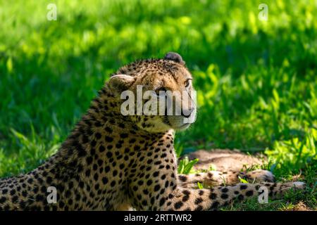 Gepard, Acinonyx jubatus liegt entspannt auf der grünen Wiese Stockfoto