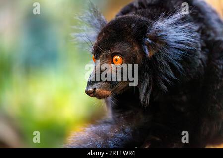 Porträt eines erwachsenen männlichen schwarzen Lemuren, Eulemur macaco Stockfoto