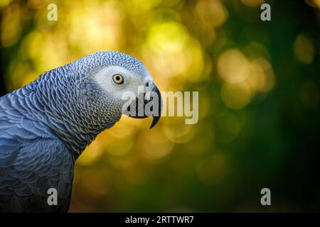 Porträt des Grauen Papageiens, Psittacus erithacus, bekannt als Kongo Graupapagei, Kongo Afrikanischer Graupapagei oder afrikanischer Graupapagei Stockfoto